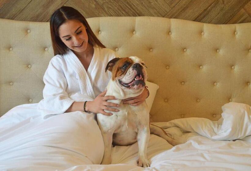 סוויטה דלוקס, Casa Basalto