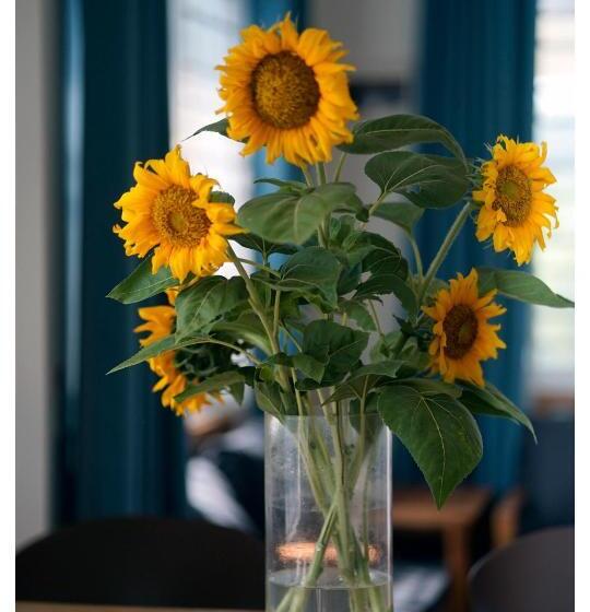 بنجلو قياسى غرفتين نوم, Sanssouci Kep