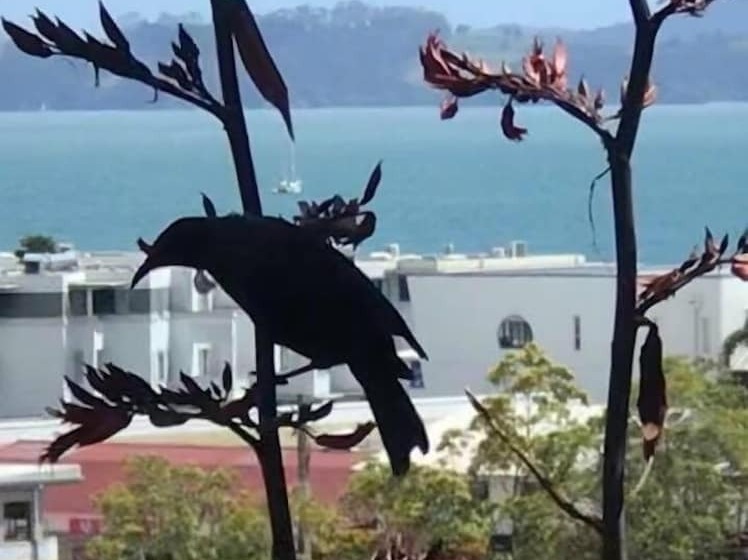 샬레, Bay Cabinz Motel