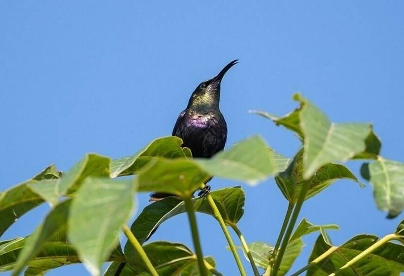 سوئیت رویال, Mayleko Lodge