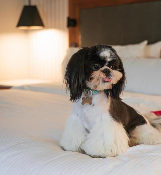 シティビューのデラックスルーム, The Westin Monterrey Valle