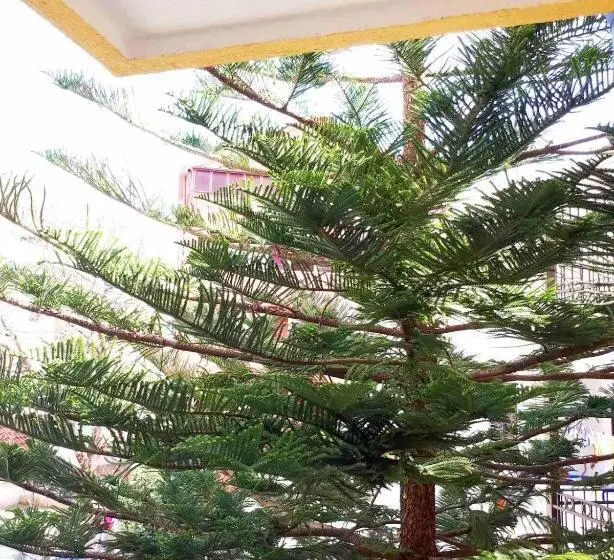 اتاق خانوادگی, Venera Apartments