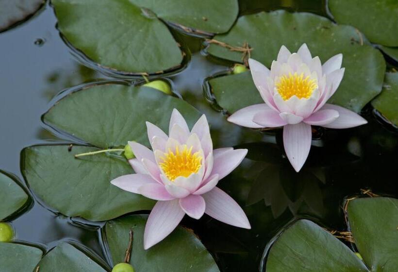 استودیوی استاندارد, Rodon House Apart