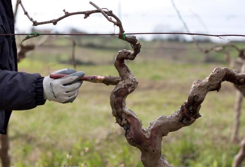 חדר סטנדרט נוף להרים, Palazzo Tronconi