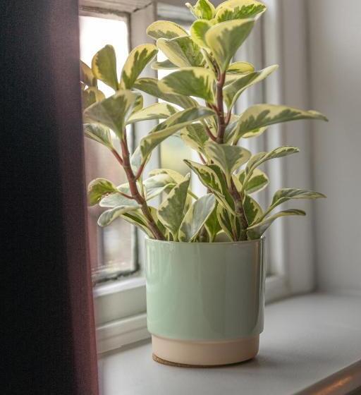 Номер Deluxe, House Arundel