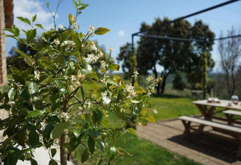 شقة غرفة واحدة, Marrucheti 82