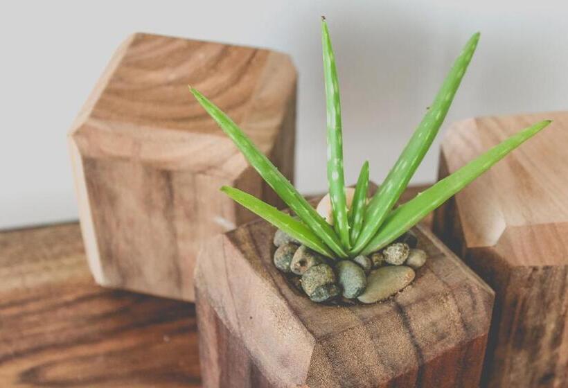 اتاق لوکس, Bird Island Bungalows