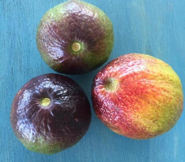 اتاق استاندارد با چشم‌انداز باغ, Goldenview Guesthouse Ocho Rios