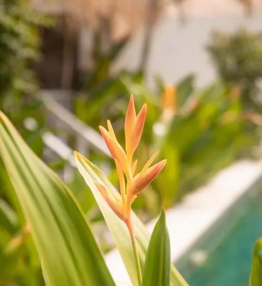 ویلای یک اتاق خوابه با استخر شنا, Les Vagues   Hotel Villa & Beach Club   Gili Air
