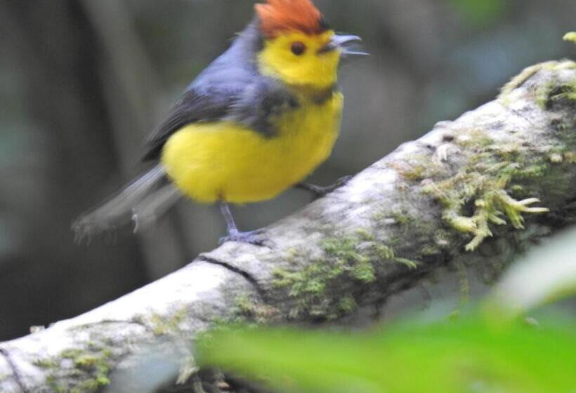 חדר סטנדרט, Miriam S Quetzals Lodge