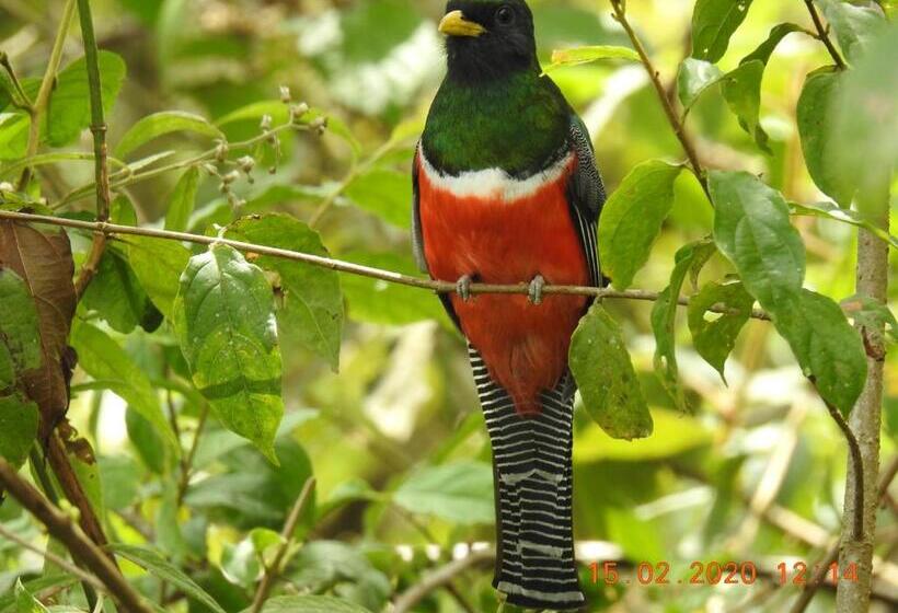 חדר סטנדרט, Miriam S Quetzals Lodge