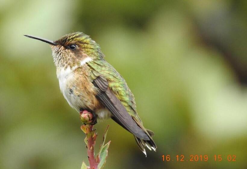 חדר סטנדרט לשלושה, Miriam S Quetzals Lodge