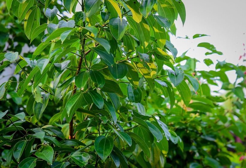 חדר סטנדרט, Ayurveda Villa 386