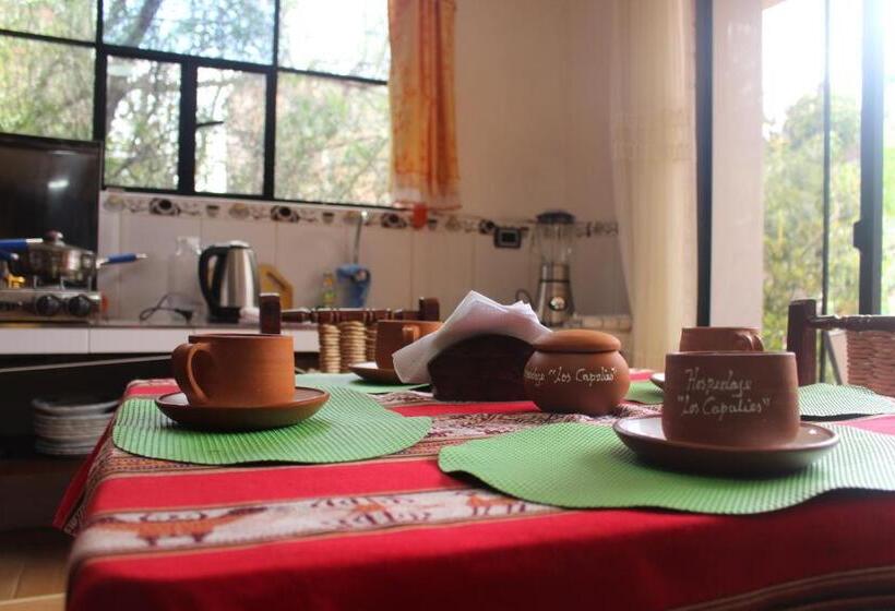 آپارتمان 1 خوابه با تراس, Casa Hospedajelos Capulies