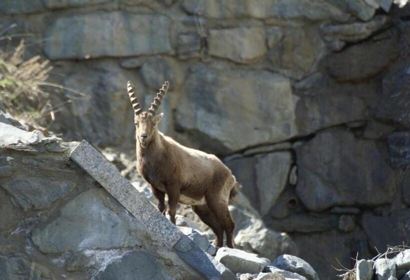 高级大房间, Affittacamere Saint Salod