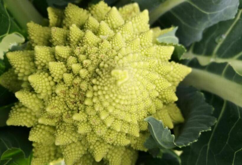 חדר סטודיו סטנדרד, Agriturismo Cornieto