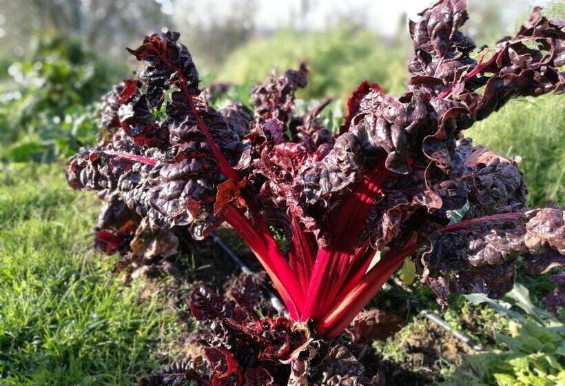 דירת חדר, Agriturismo Cornieto