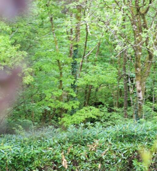 클래식 룸, Afon Rhaiadr Country House