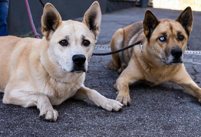 Апартаменты 1 Спальня, Pension Bayerwald