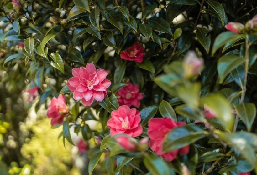 스위트, The Shoreline Tofino