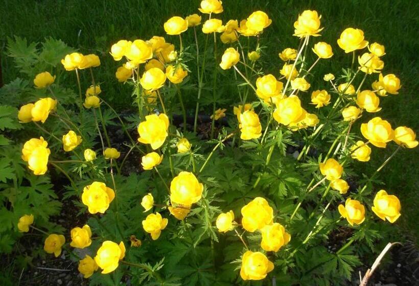 إستوديو ديلوكس, Alaska Chalet Bed & Breakfast