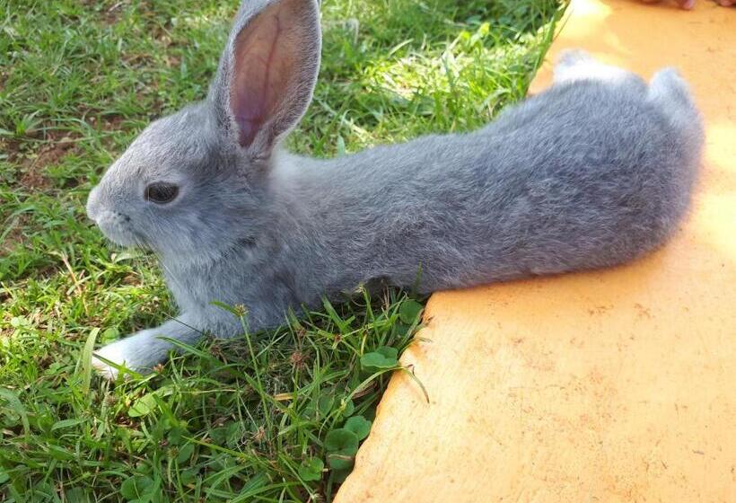 استودیوی لوکس, Keelan Ace Villas