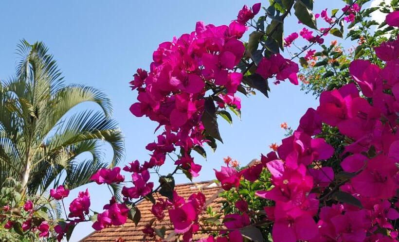 آپارتمان 1 خوابه با چشمانداز باغ, Keelan Ace Villas