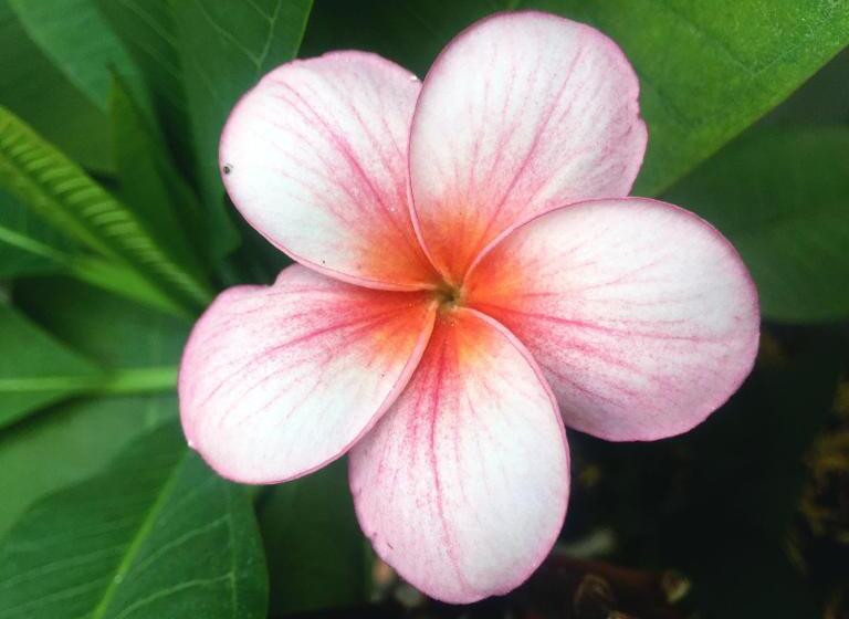 Habitación Deluxe, Happy Family Guesthouse