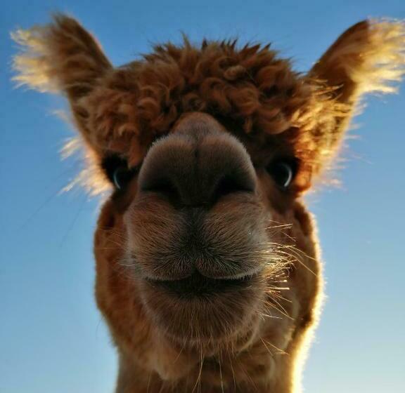 منزل 3 غرف نوم, Bergbauernhof Stauder   Hirschbergalpakas