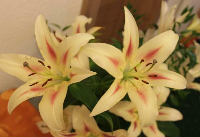 דירת שלושה חדרים, Birkenheim Widmann