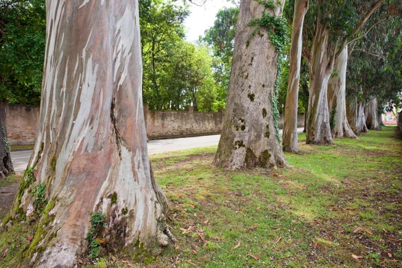 חדר סופריור עם טרסה, Alvaro