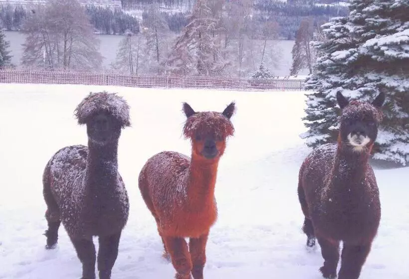 ファミリージュニアスイート, Brugger  S Hotelpark Am Titisee