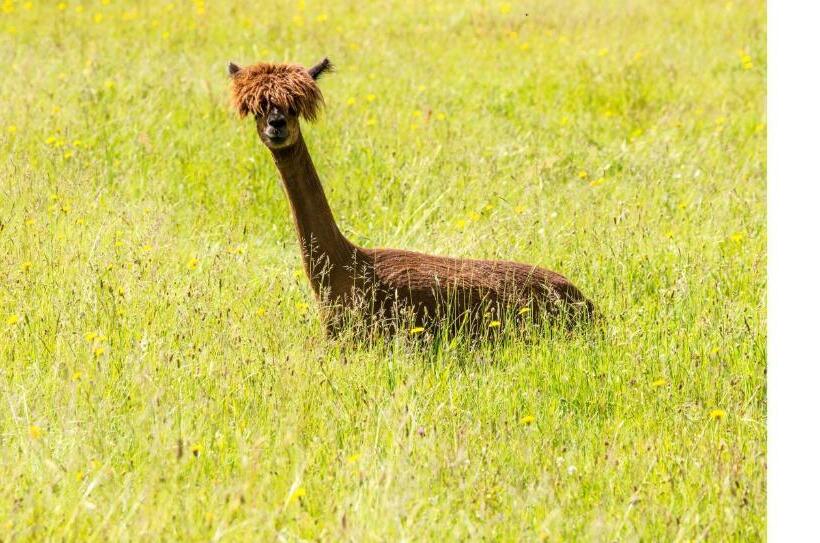 Junior Suite Familiar, Brugger  S Hotelpark Am Titisee