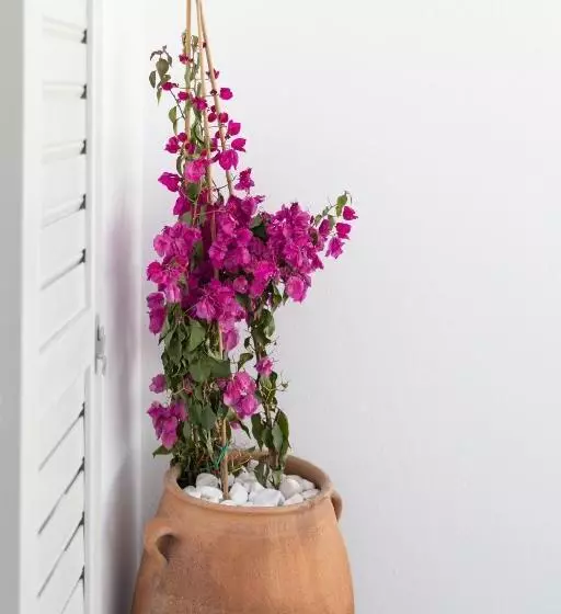 اتاق لوکس, Elena Hotel Mykonos