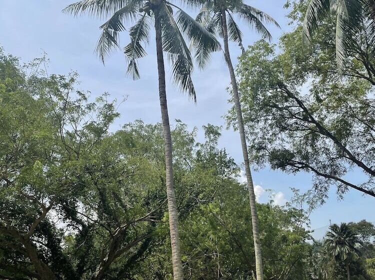 اتاق لوکس, Sofitel Singapore Sentosa Resort & Spa