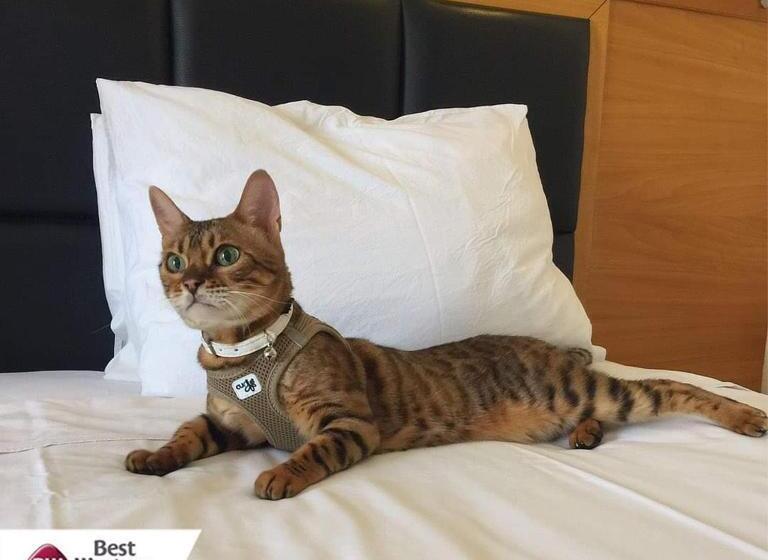 חדר סטנדרט, Best Western Plus Hotel Konak