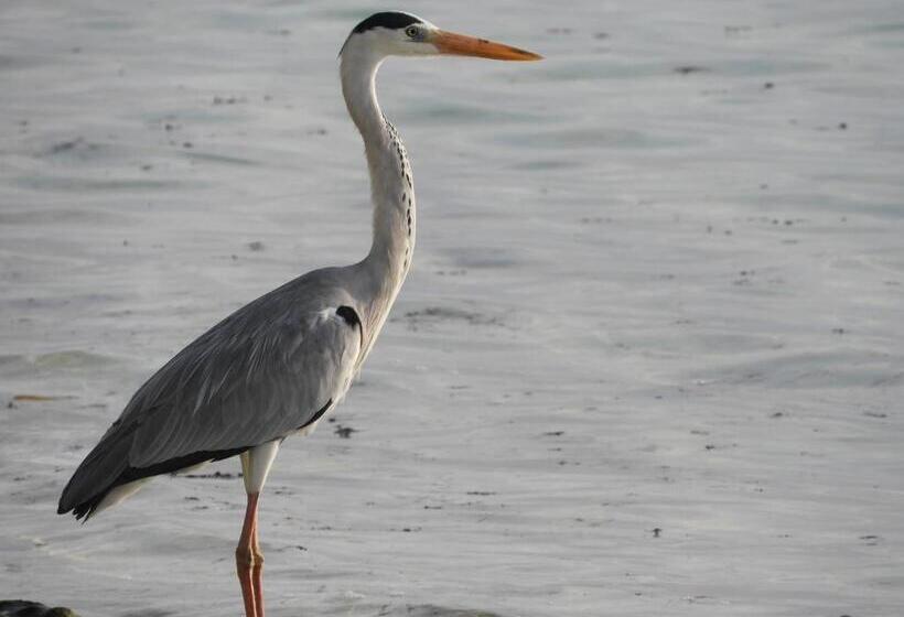 اتاق لوکس, Karaa Village