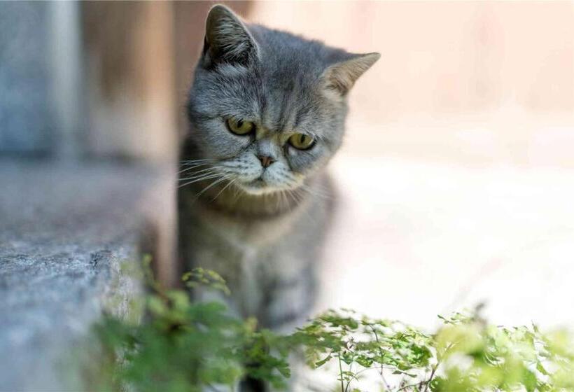 וילת סופריור, חדר שינה 1, Dali Old Courtyard Boutique Inn