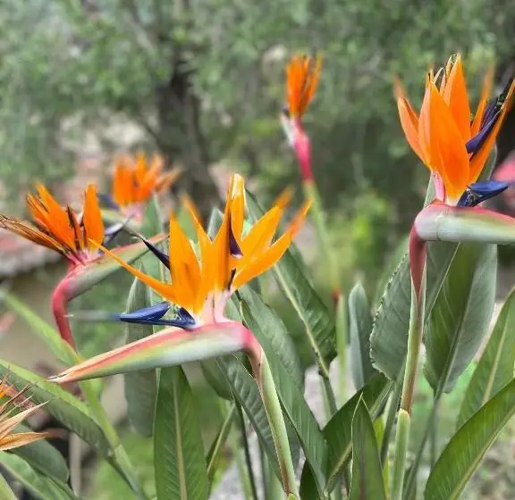 خانه 3 خوابه, Lou Candelou