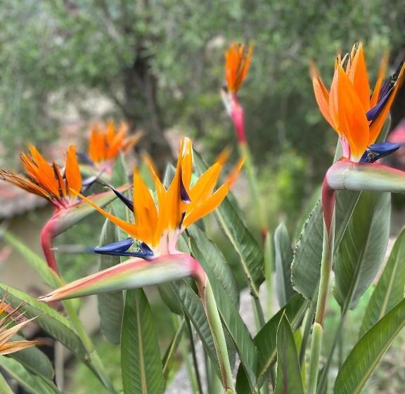 ビュー有りのスタンダードワンルーム, Lou Candelou