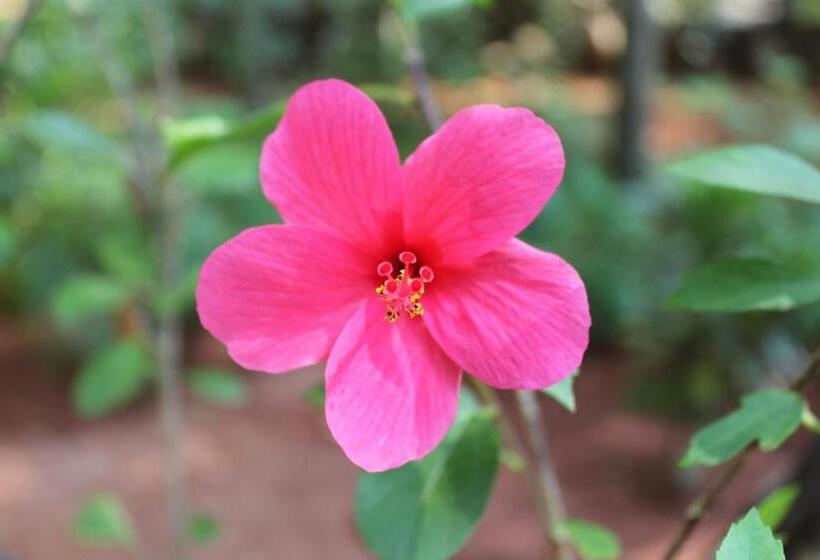 חדר משפחתי דלוקס, Palm Trees Ayurvedic Heritage