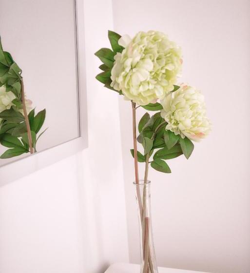 اتاق استاندارد, Maçã De Eva