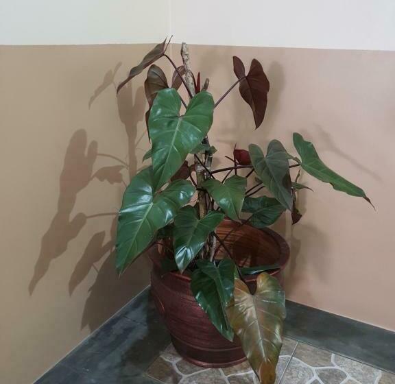 اتاق استاندارد, Delta Inn Bogor Syariah For Indonesian Only