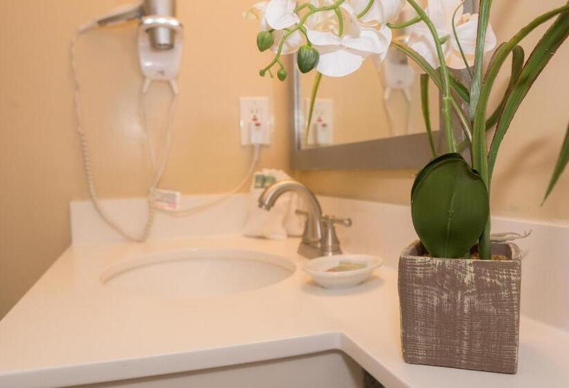 جناح مزود بجاكوزى, Palm Tree Club Miami