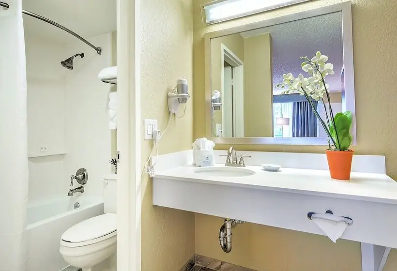 استودیوی استاندارد, Palm Tree Club Miami