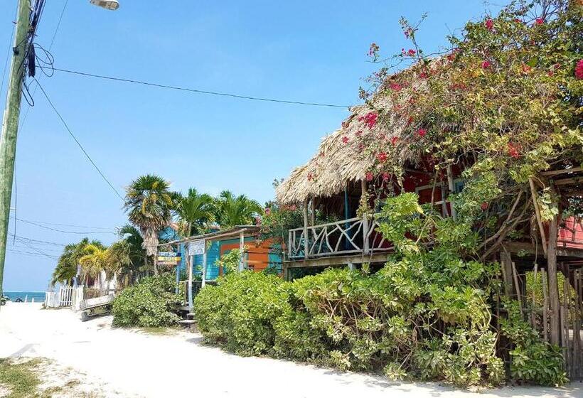 استودیوی استاندارد, Sea Dreams