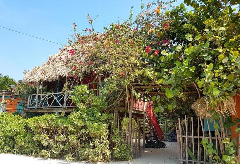 استودیوی استاندارد, Sea Dreams