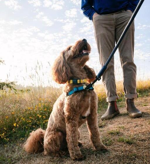 كوخ قياسي, Costanoa Lodge And Camp