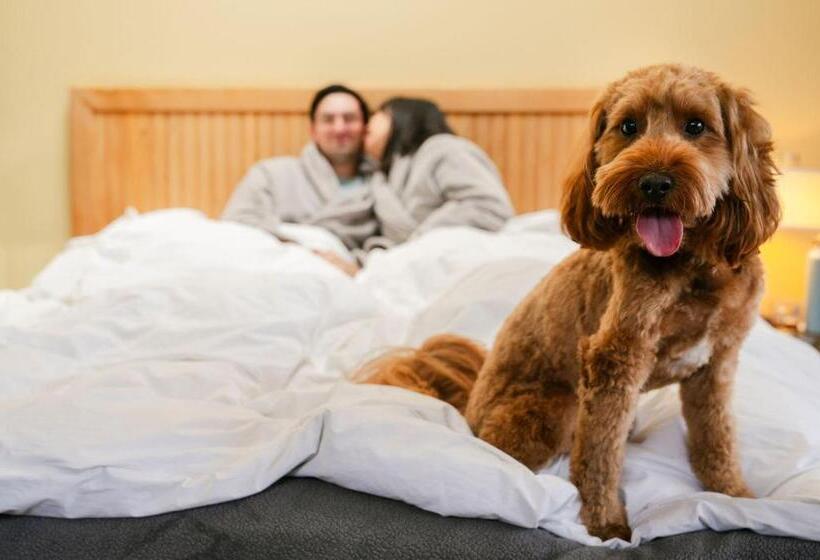 إستوديو قياسى ذو إطلالة, Costanoa Lodge And Camp