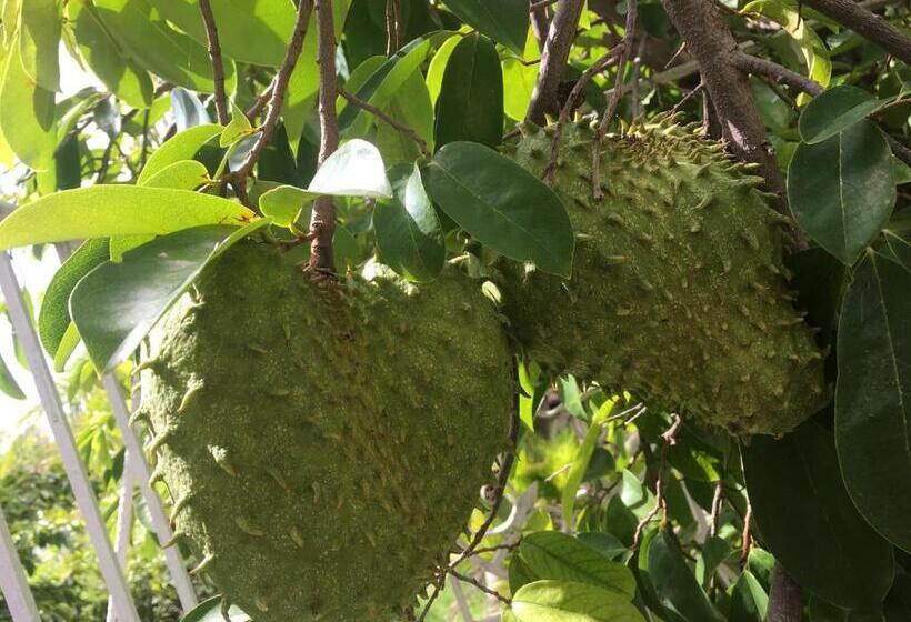 اتاق استاندارد سه نفره, African Symbol Guest House